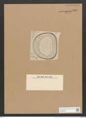 Campylodiscus eximius Greg. (de-Toni-Nr.: Genus 57, Species 2507) Zeichnungen Sammlung Grunow Nr. 5016 (NHMW-BOT-W0373268)